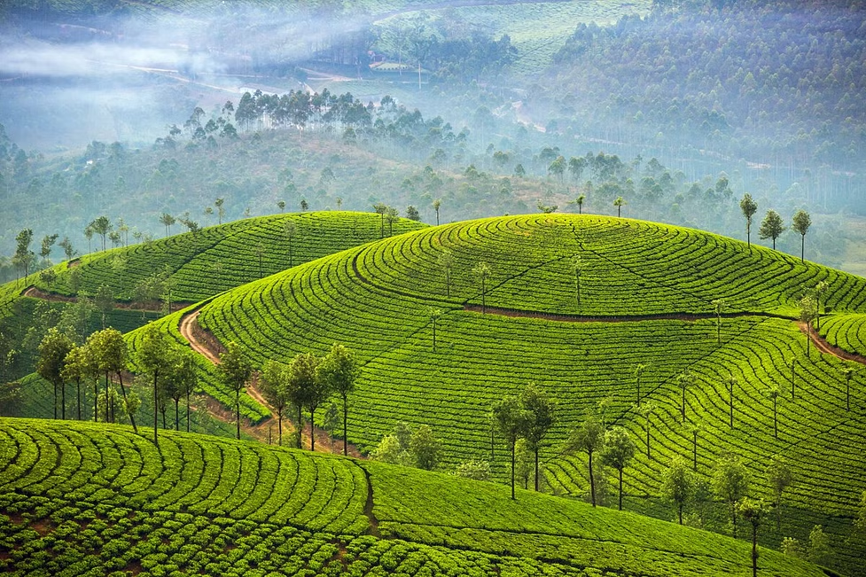 Tea Gardens